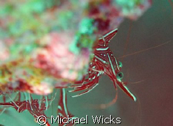 Shrimp, cleaner by Michael Wicks 